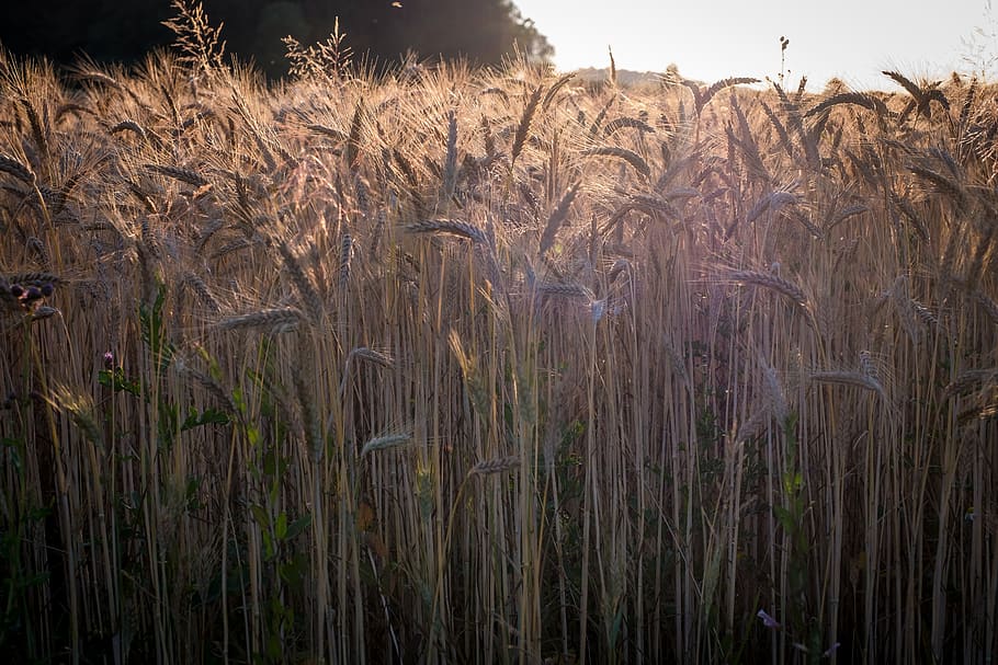 cornfield, barley, wheat, arable, meadow, agriculture, nature HD wallpaper