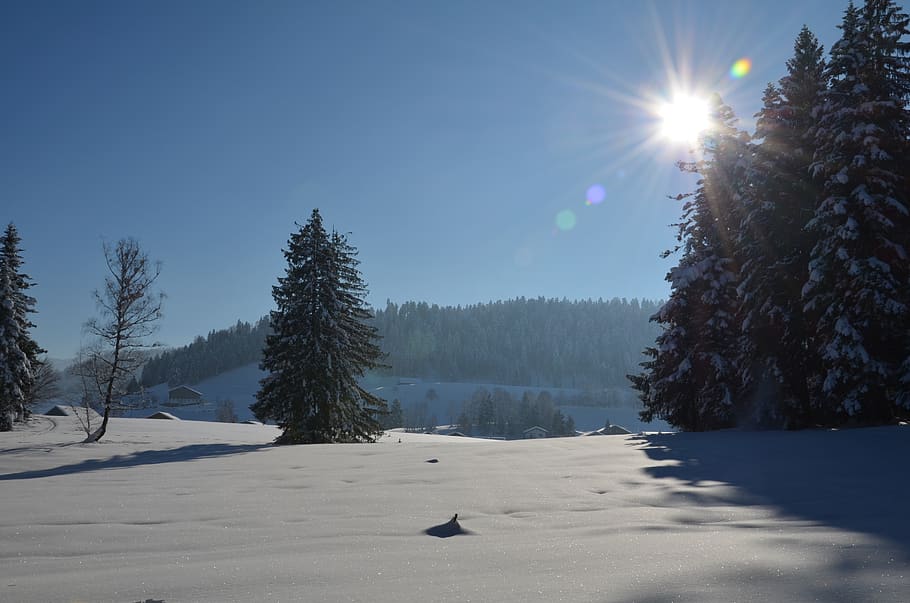 winter, landscape, tree, snow, cold, sun, wintry, winter mood HD wallpaper