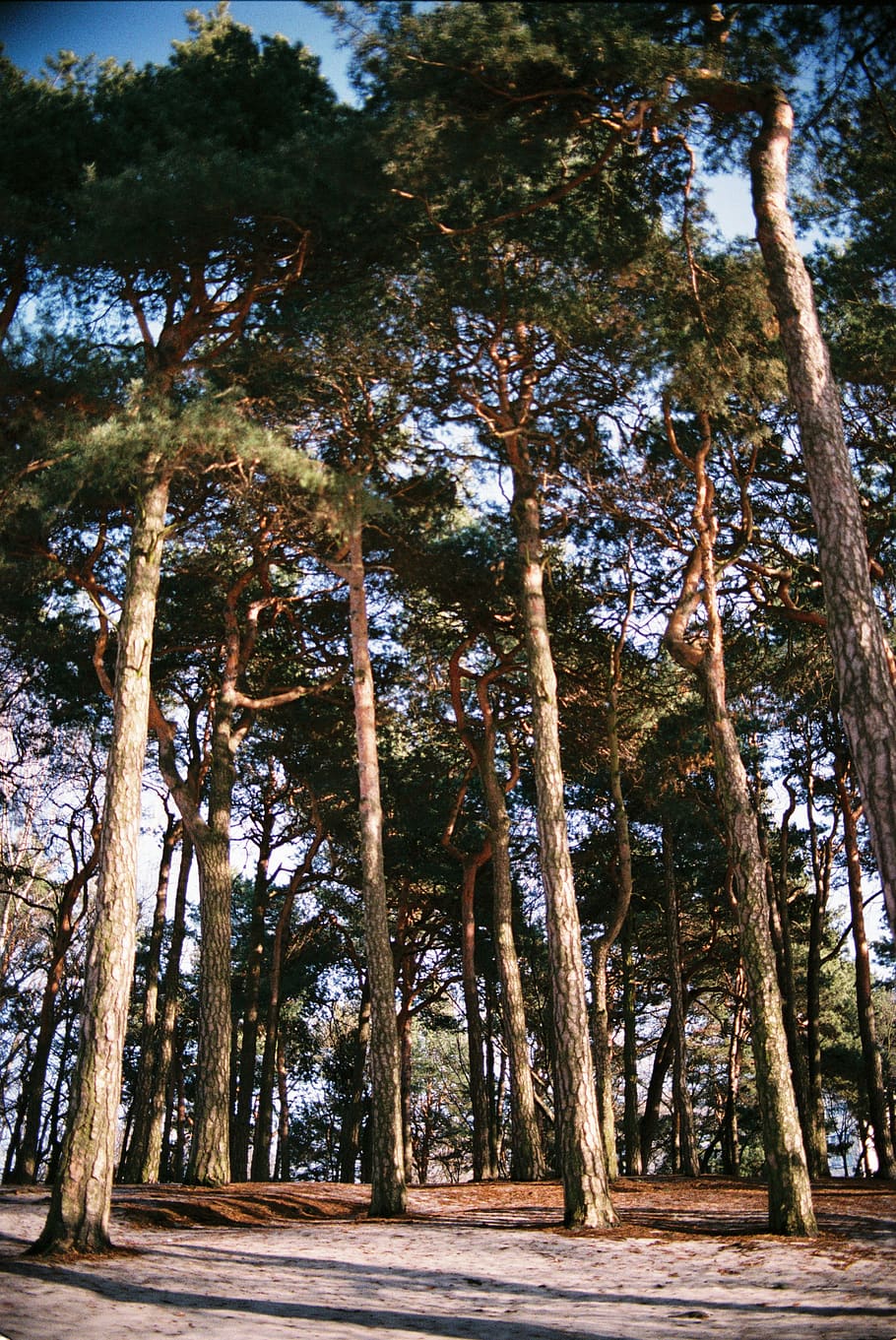 green trees in forest, plant, tree trunk, redwood, abies, fir HD wallpaper
