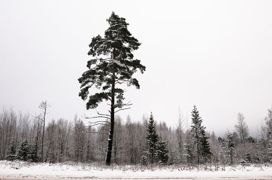 latvia, pine, winter, tree, snow, forest, road, plant, cold temperature HD wallpaper