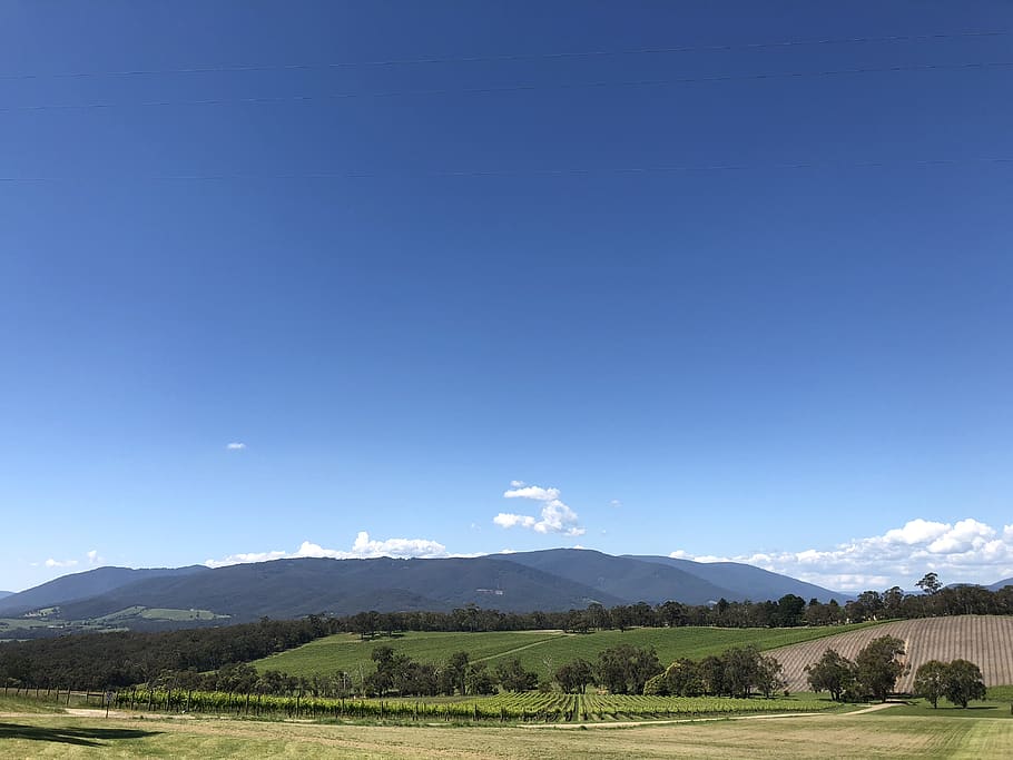 winery, mountains, sunshine, vines, green, sky, scenics - nature HD wallpaper