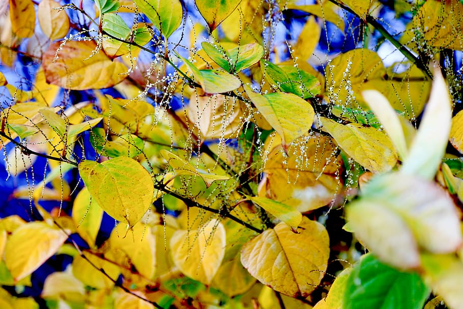 leaf, plant, veins, light, nature, tree, green, background HD wallpaper