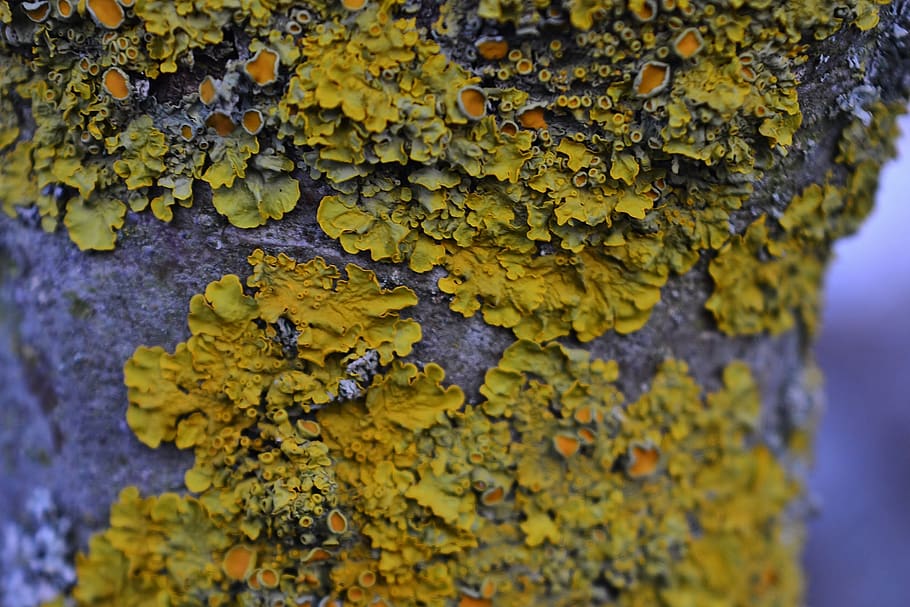 tree, moss, lichen, nature, tribe, yellow, close-up, no people HD wallpaper