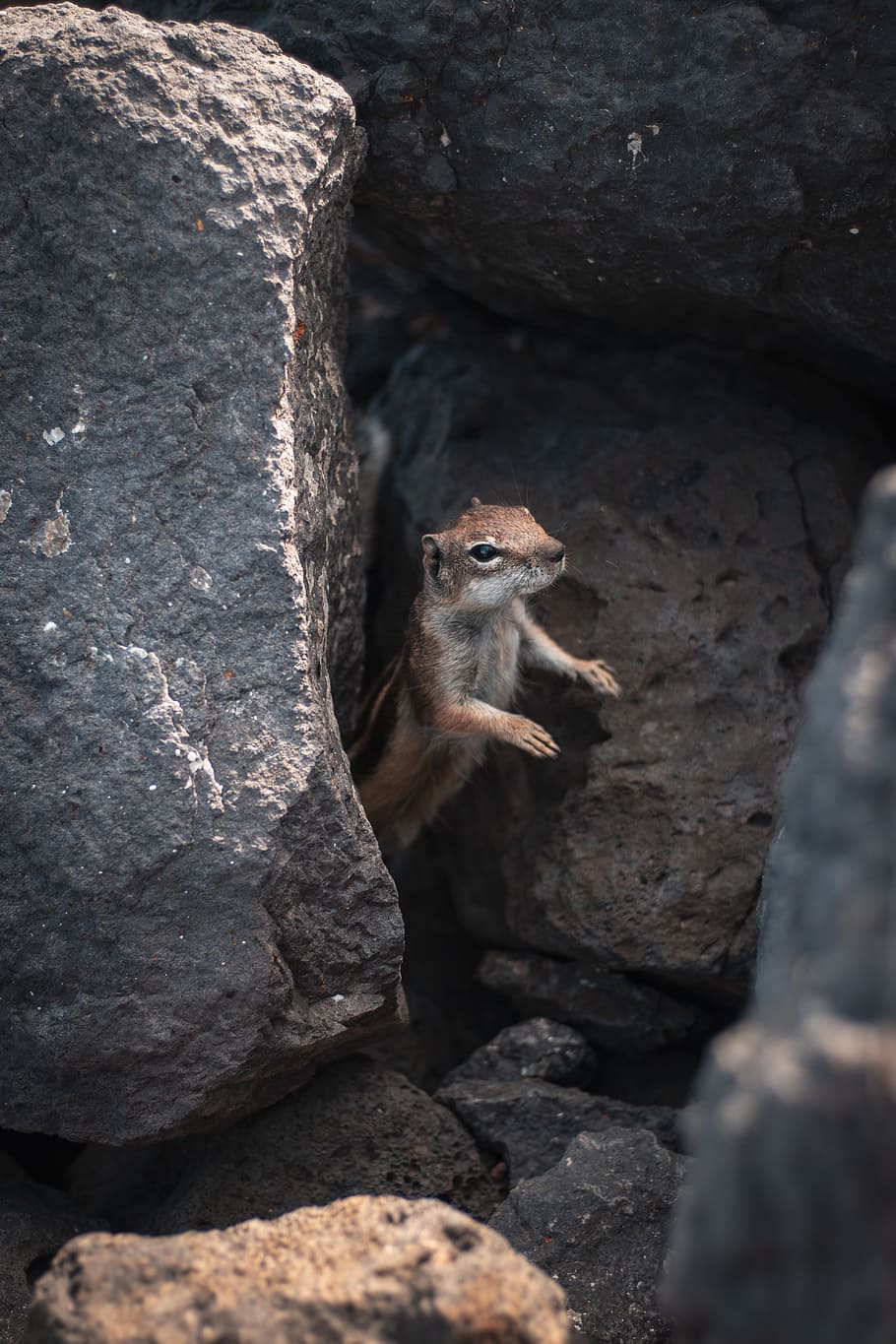 brown four legged animal on rock, nature, chipmunk, animal themes HD wallpaper