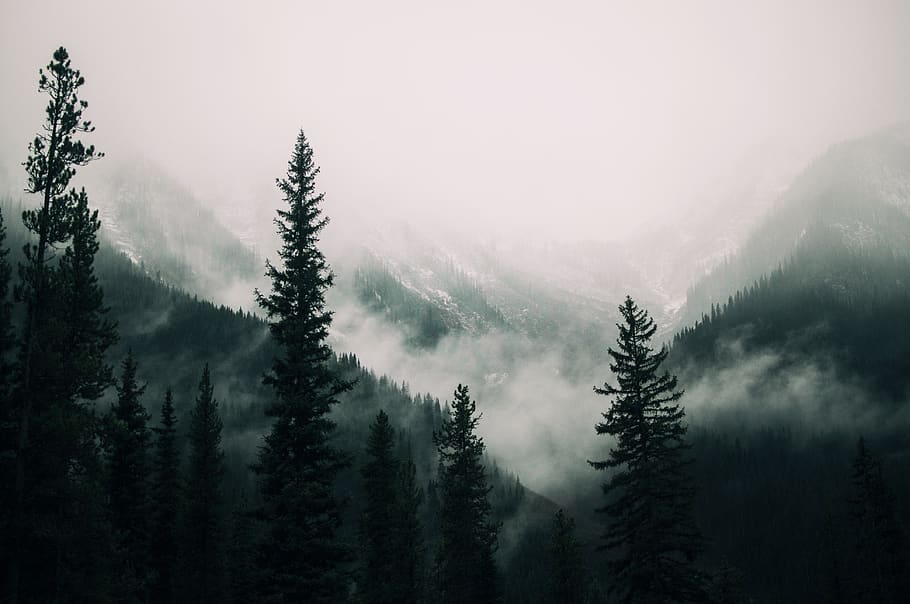 canada, banff, plant, tree, fog, beauty in nature, tranquility HD wallpaper