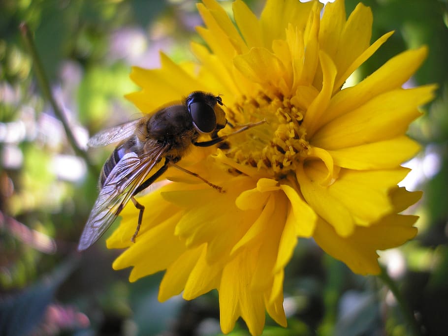 nature, bug, bees, summer, kegelbijvlieg, flower, yellow, flowering plant HD wallpaper