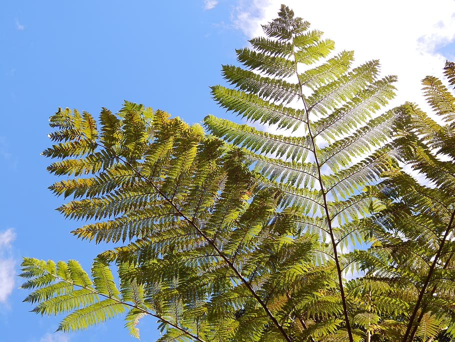 palm, branches, tropic, leaves, sun, tree, plant, low angle view HD wallpaper