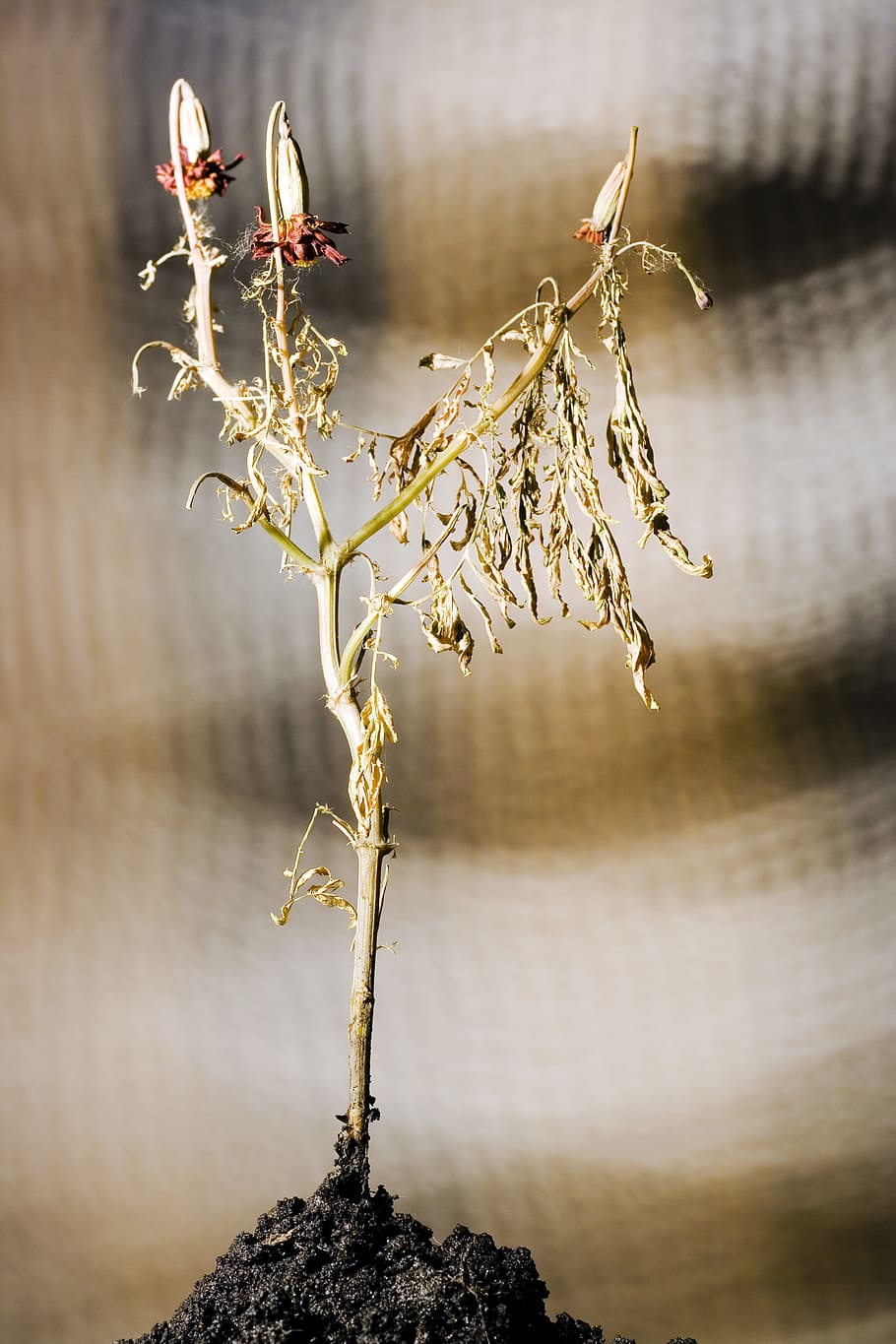 Old, ground, Plant, focus on foreground, nature, no people HD wallpaper