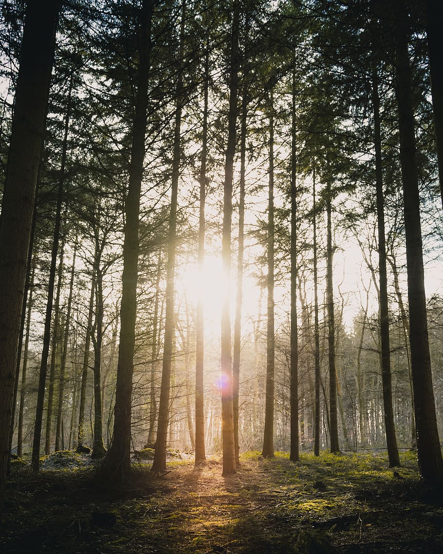sunlight piercing through woods, tree, plant, land, forest, woodland HD wallpaper