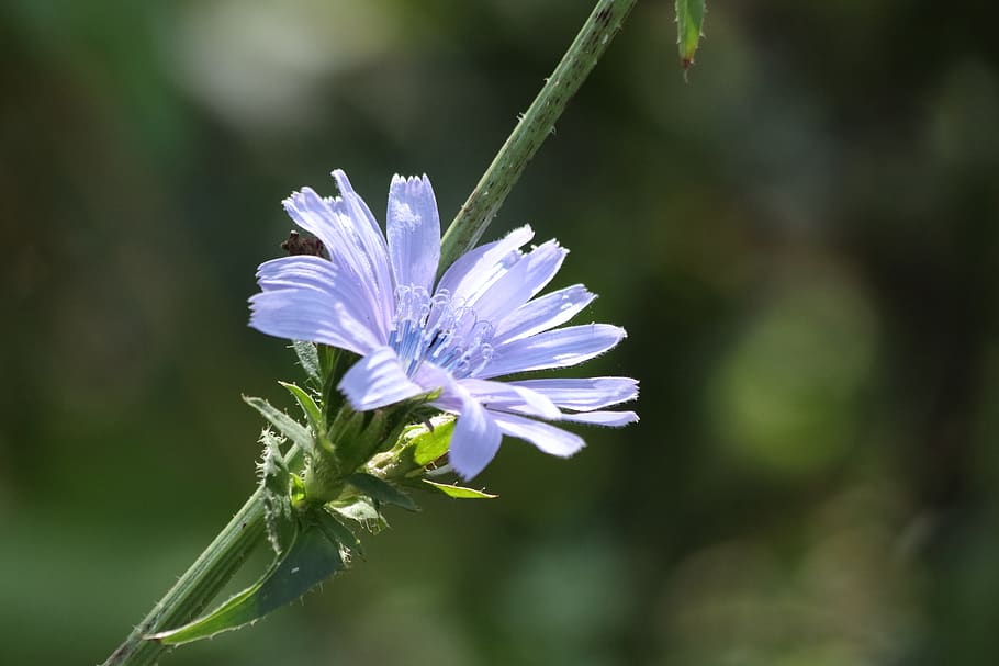 chicory, grass, summer, field, flower, flowering plant, fragility HD wallpaper