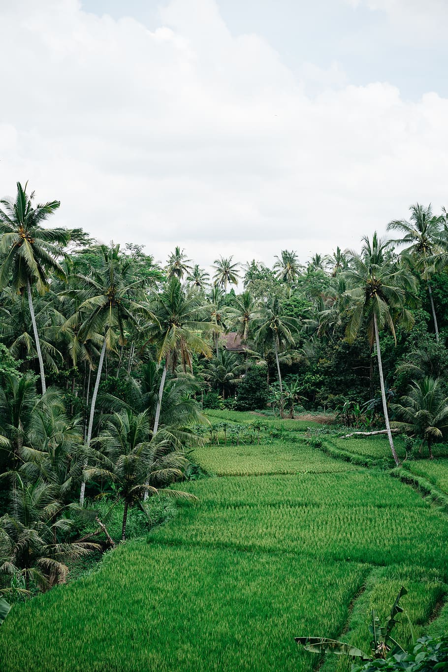 tropical trees between rice field, outdoors, nature, arecaceae HD wallpaper