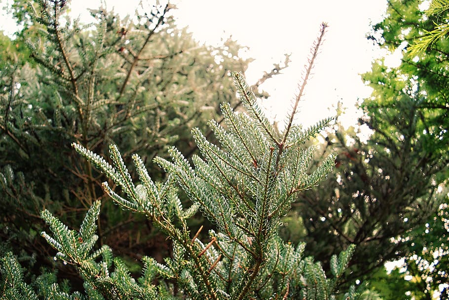 Close-Up Photography of Pine Leaves, blur, branches, conifers HD wallpaper