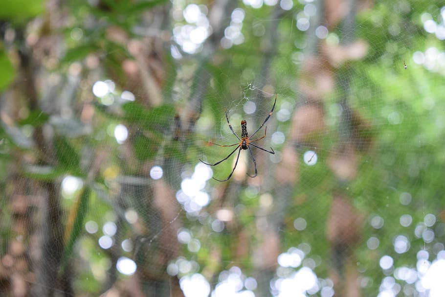 spider, wave, insect, nature, outdoor, animal wildlife, animal themes, HD wallpaper