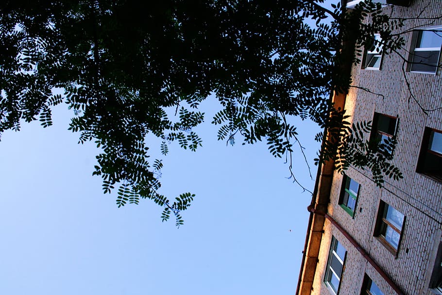 uilding, architecture, city, house, yard, ufa, cityscape, tree HD wallpaper