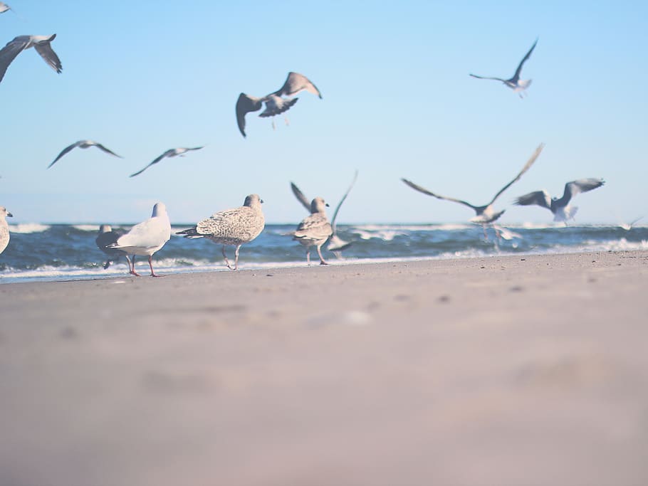 Flock of Gulls on Shore Near Ocean at Daytime, beach, coast, daylight HD wallpaper
