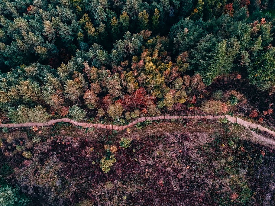 pathway surrounded by trees during day, drone, dji spark, hike HD wallpaper