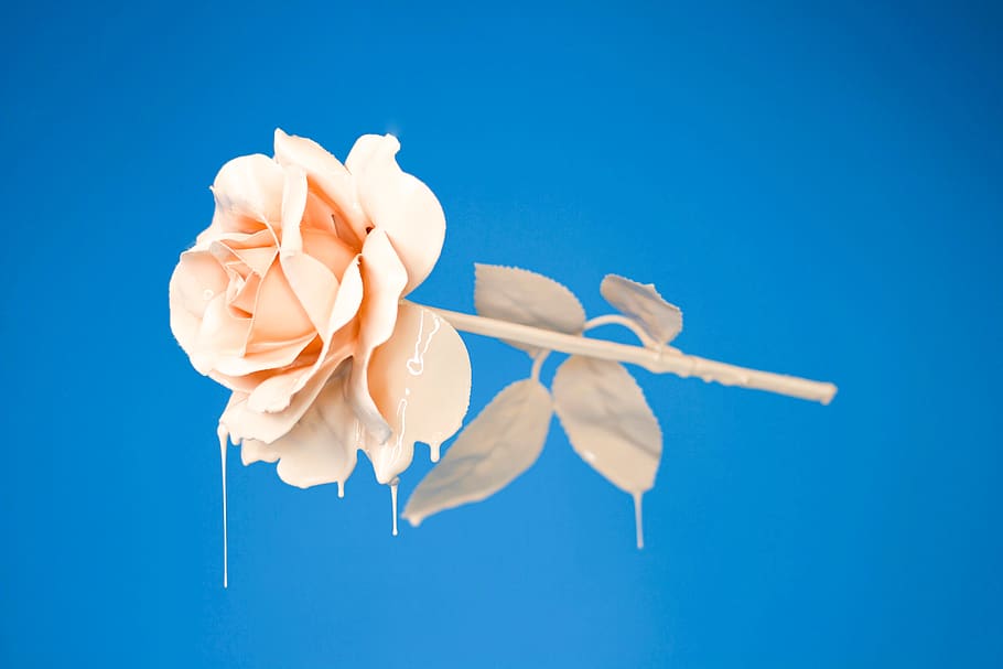 flower, rose, petals, design, blue, colored background, blue background HD wallpaper