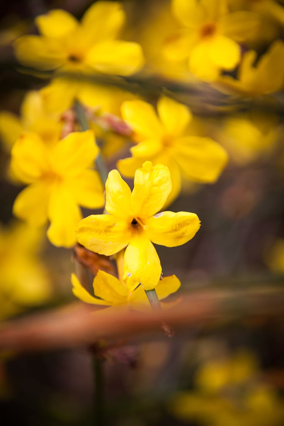 spring, nature, garden, close up, plant, flower, blossom, bloom HD wallpaper