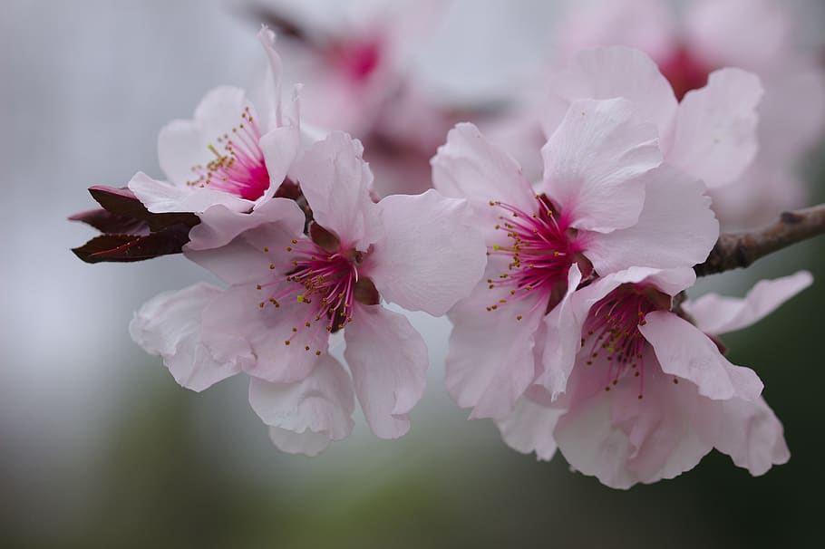 cherry, flower, pink, spring, tree, branch, blooming, flowering plant HD wallpaper