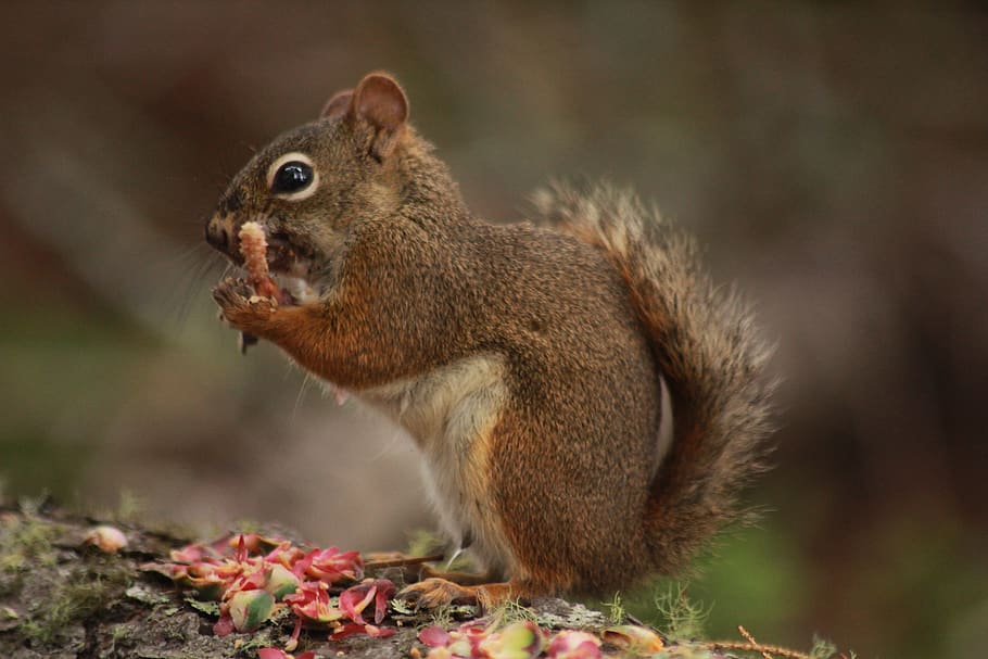 selective focus photography of squirrel, animal, mammal, rodent, HD wallpaper