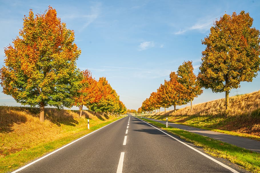 autumn, trees, sky, road, landscape, direction, plant, the way forward HD wallpaper