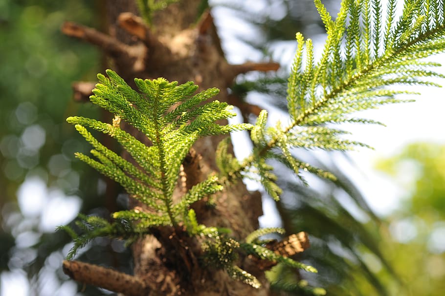 pine tree, the leaves, sunshine, plant, growth, green color HD wallpaper