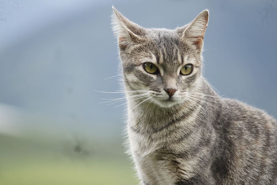 cat, blur, animals, pet, kitten, skin, mammals, feline, carnivorous HD wallpaper
