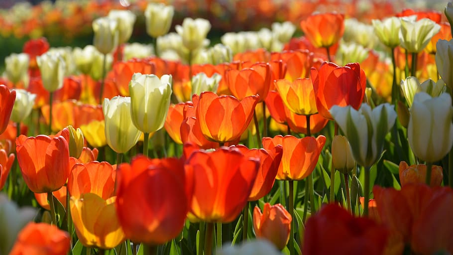 tulips, red, macro, vivid color, nature, close-up, spring, plant HD wallpaper