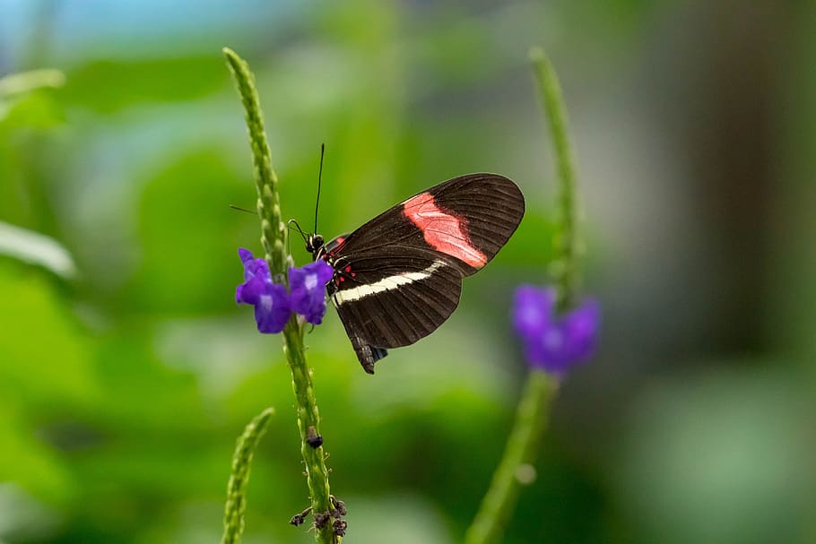 butterfly, conservatory, wing, tropical, colorful, nature, insect HD wallpaper