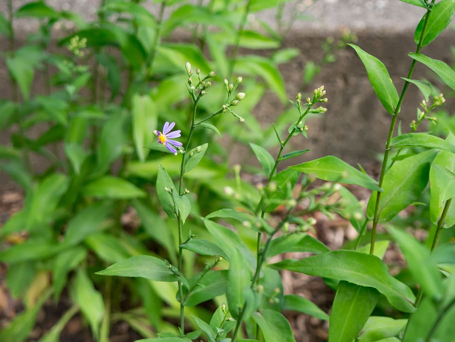 Small Purple Flower, Flowers, Macro, Nature, Summer, garden, green HD wallpaper