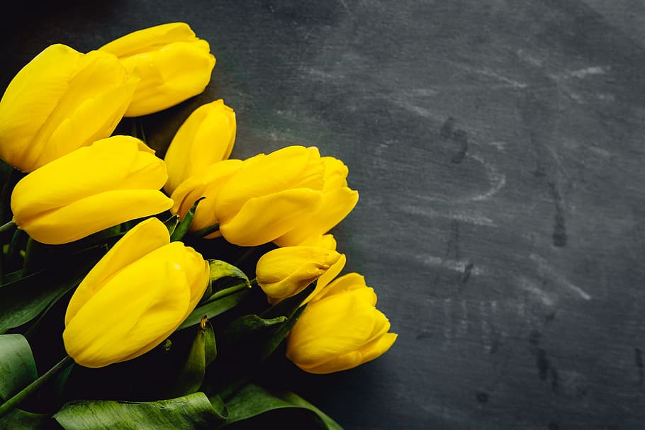 Colorful flowers on grey background with copy space, bloom, floral HD wallpaper