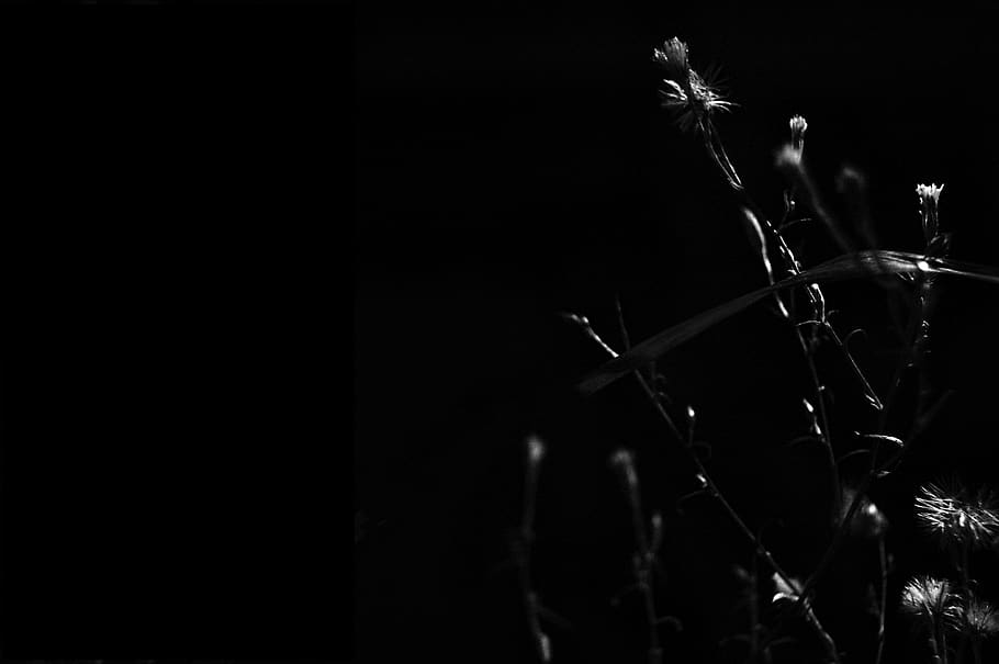 argentina, buenos aires, plant, no people, close-up, flower HD wallpaper