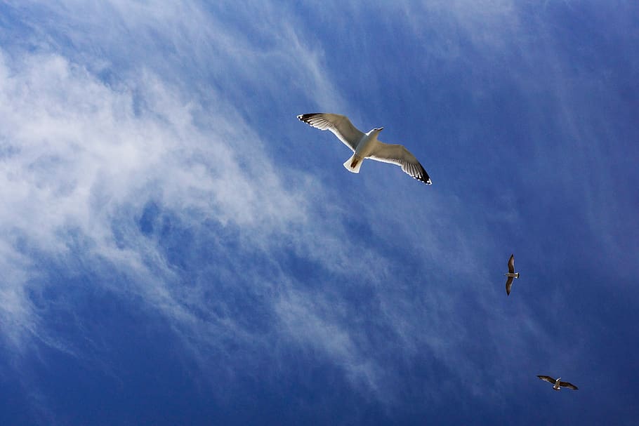 blue, sky, cloud, bird, flying, animal, animal themes, animal wildlife HD wallpaper