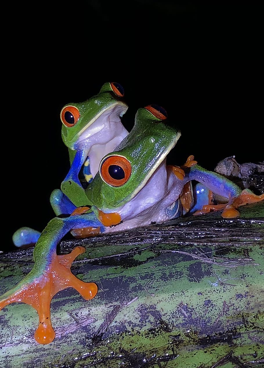 animals, animal representation, no people, art and craft, close-up HD wallpaper