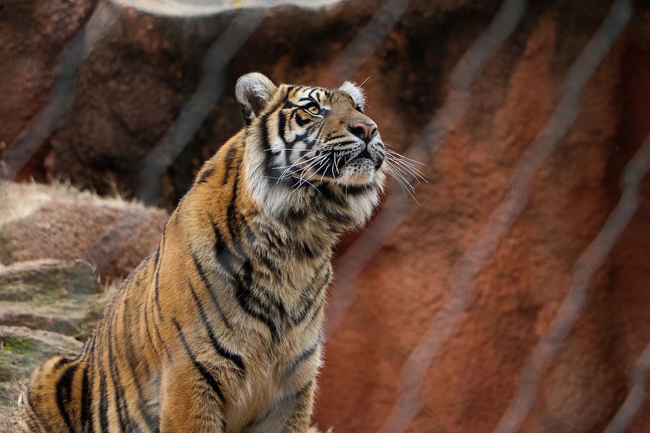 brown and black tiger, animal themes, one animal, mammal, animal wildlife HD wallpaper
