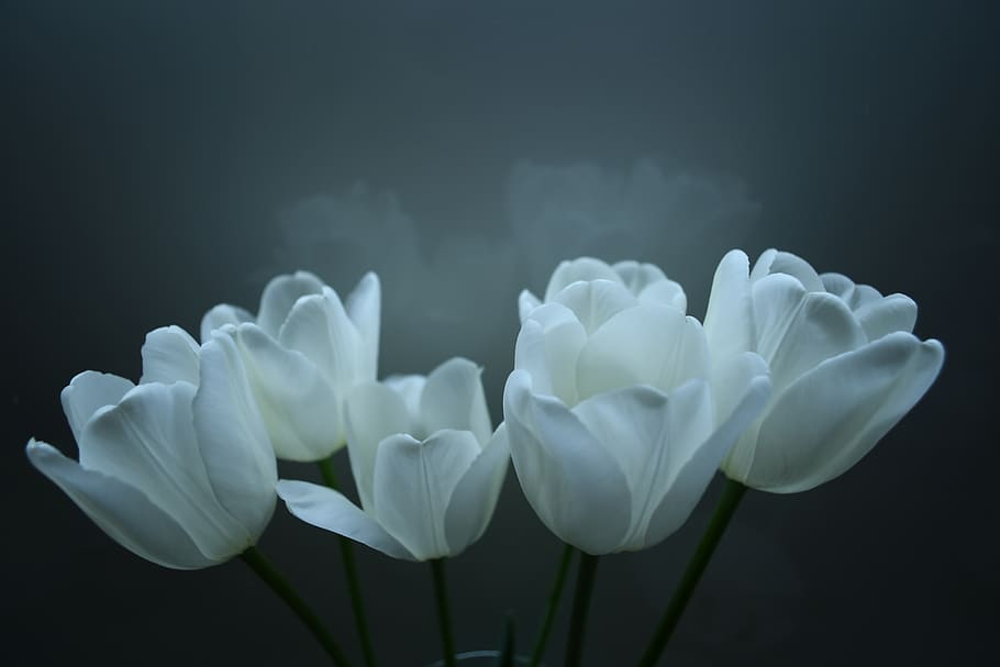 white petaled flowers, plant, blossom, tulip, crocus, spring HD wallpaper
