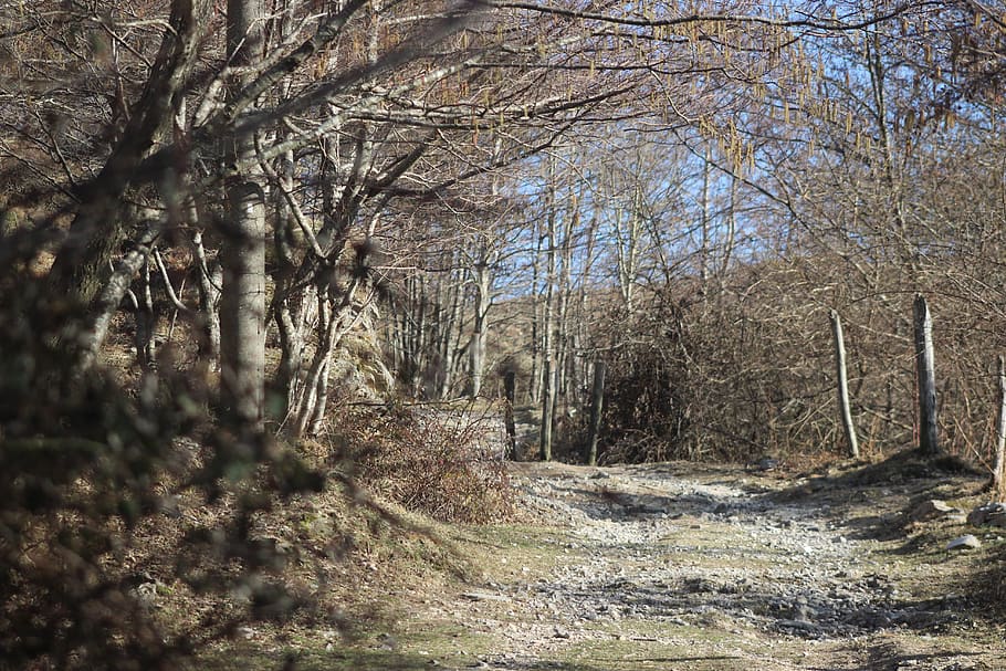 path, woods, hiking, nature, trees, trail, plant, land, tranquility HD wallpaper