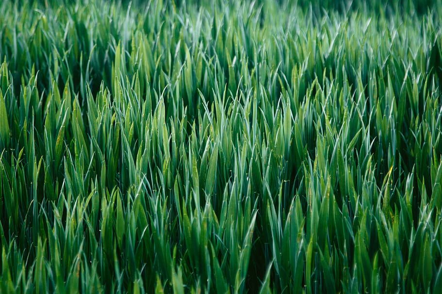 green, nature, growth, field, full frame, backgrounds, plant HD wallpaper
