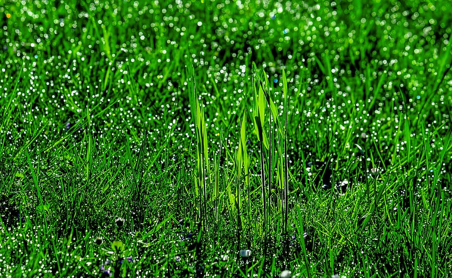 grass, meadow, dew, pearl, bokeh, plant, background, gloss HD wallpaper