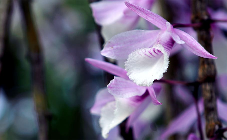 Photo of Purple Flowers, beautiful, bloom, blooming, blossom HD wallpaper