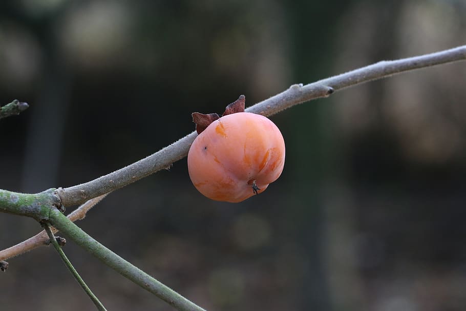 khaki, persimmon, fruit, fall, delicious, health, food, focus on foreground HD wallpaper