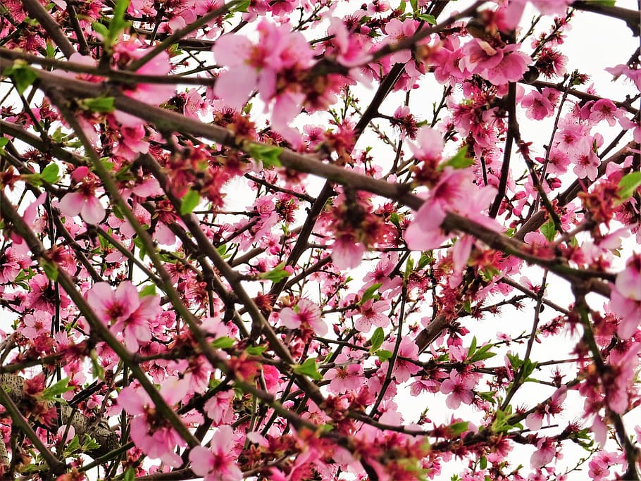 Photo of Cherry Blossom Flowers, bloom, blooming, branches, bright HD wallpaper