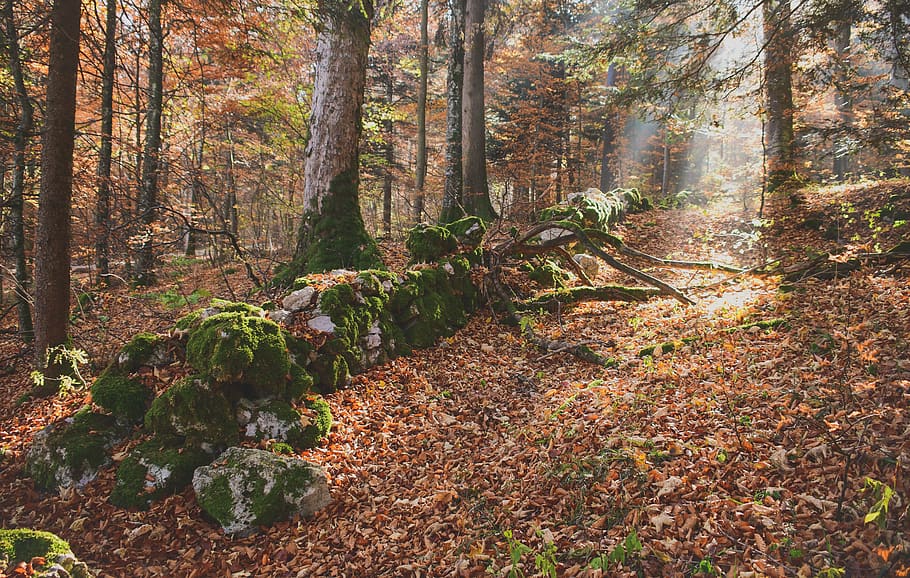 forest, fall, trees, wall, pierre, foam, green, nature, land HD wallpaper