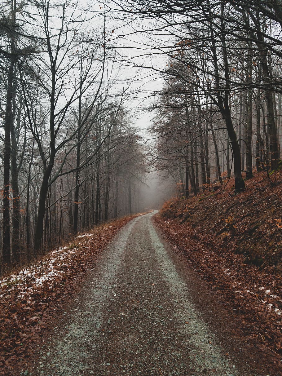 trees and pathway, road, gravel, dirt road, ground, plant, asphalt HD wallpaper