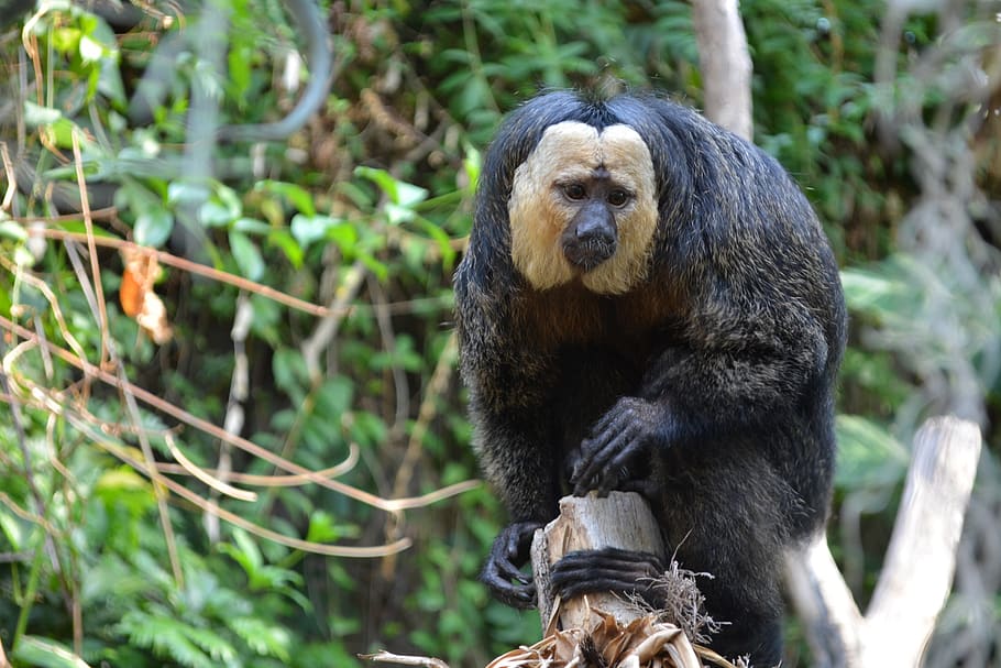 monkey, nature, funny, climb, jungle, zoo, tiergarten, creature HD wallpaper