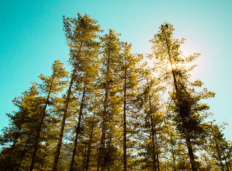bhutan, thimphu, trees, summer, landscape, green, sunny, teal HD wallpaper