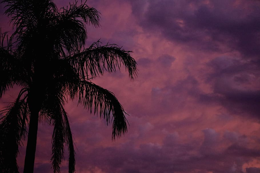 trees, palm tree, sunset, purple, sky, simple, sunrise, tropical climate HD wallpaper