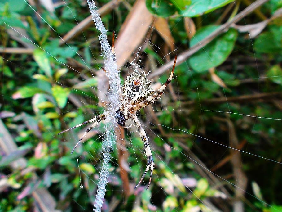 cameroon, yaounde, mendong, insects, net, spider, cameroun, HD wallpaper