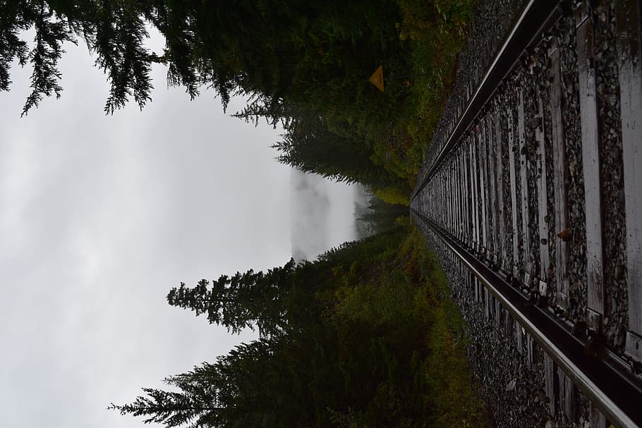 train rail surrounded with trees during daytime, plant, water HD wallpaper