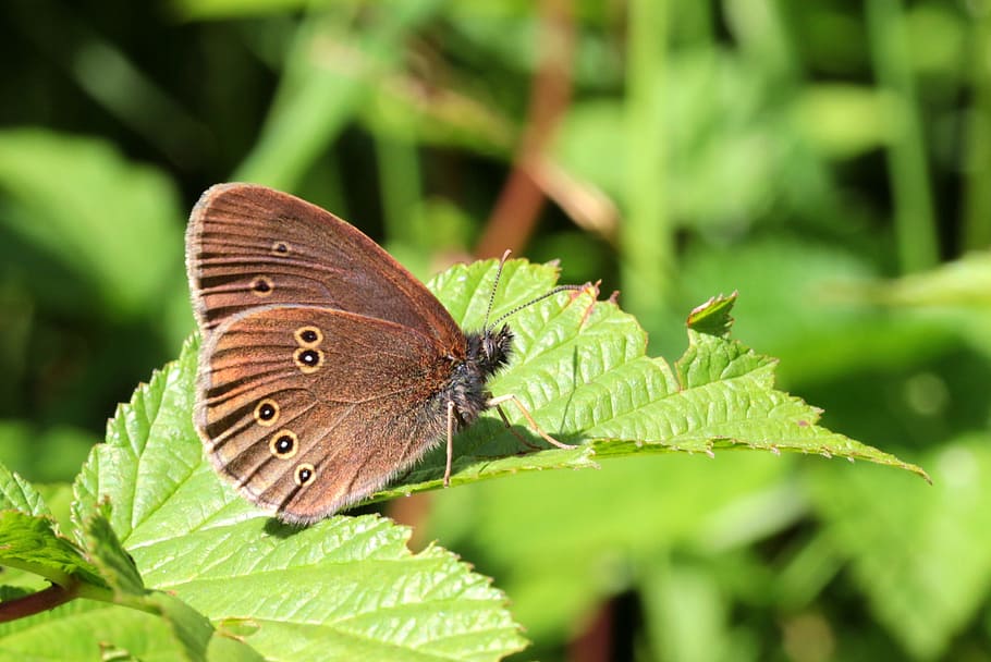 leave, leaf, green, macro, fresh, nature, butterfly, insect HD wallpaper